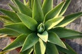 lion\'s tail (Agave attenuata) plant in a pot : (pix Sanjiv Shukla)