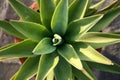 lion\'s tail (Agave attenuata) plant in a pot : (pix Sanjiv Shukla)