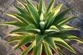 lion\'s tail (Agave attenuata) plant in a pot : (pix Sanjiv Shukla)