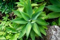 Lion`s Tail, Swan`s Neck or Fox Tail Agave - Agave Attenuata