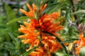 Lion`s tail, Wild dagga, Leonotis leonurus