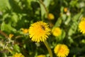 A lionÃÂ´s tooth with a working honeybee