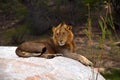 Lion Sabi Sand Safari South Africa