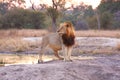 Lion in Sabi Sands Royalty Free Stock Photo