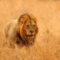 Lion in Sabi Sands Royalty Free Stock Photo