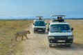 Lion safari in Amboseli National Park, Kenya