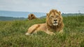 Lion on safari Royalty Free Stock Photo