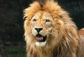 Lion in Safari Park, Novara, Italy. Royalty Free Stock Photo