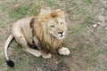 Lion, Safari Park Taigan (lions Park), Crimea.