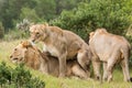 Lion savanna africa