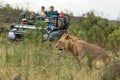 Lion savanna africa