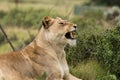 Lion savanna africa