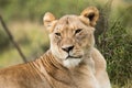 Lion savanna africa