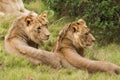 Lion savanna africa