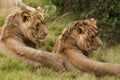 Lion savanna africa