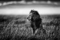 Lion in the savannah of Masai Mara in Kenya Royalty Free Stock Photo