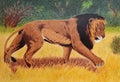 Lion in savannah