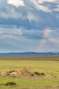 Lion on the savannah with thunder clouds Royalty Free Stock Photo