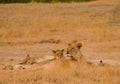 Lion in the Savannah of in Zimbabwe, South Africa