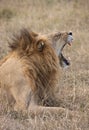 Lion - Savuti in Botswana Royalty Free Stock Photo