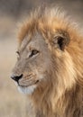 Lion in the Savuti region of Botswana Royalty Free Stock Photo