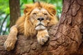 a lion scratching its side on a tree bark