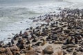 Lion seals colony on coast on Atlantic ocean Royalty Free Stock Photo