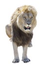 Isolated lion sitting and sticking out your tongue Royalty Free Stock Photo