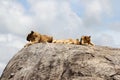 Lion pride resting on kopjes in Serengeti