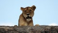 Lioness on kopjes in Serengeti