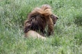 Male Lion in the Serengeti Royalty Free Stock Photo