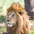 Lion in the Serengeti