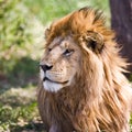 Lion in the Serengeti