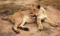 Lion, Serengeti, Africa