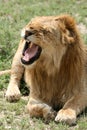 Lion - Serengeti Safari, Tanzania, Africa