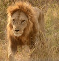 Lion in Serengeti, Tanzania