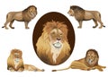 Lion set vector images in realistic style