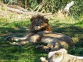 Lion in shade Royalty Free Stock Photo