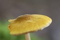 The Lion Shield (Pluteus leoninus) is an inedible mushroom