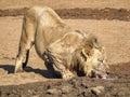 Male Lion drinking water Royalty Free Stock Photo