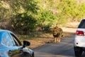 Lion sighting in the Kruger National Park