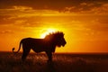 lion silhouette with sunset over savanna Royalty Free Stock Photo