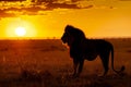 lion silhouette with sunset over savanna Royalty Free Stock Photo