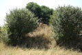 A lion sits on the hill between the three bushes