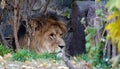 The lion sits in the thicket looking out for prey Royalty Free Stock Photo