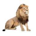lion sits on a white background.