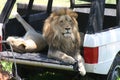 Lion sitting inside of a jeep in the wild.