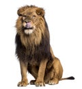 Lion sitting, licking, Panthera Leo, 10 years old Royalty Free Stock Photo