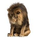 Lion sitting, looking down, Panthera Leo, 10 years old, isolated Royalty Free Stock Photo