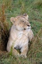 Lion in grasslands on the Masai Mara, Kenya Africa